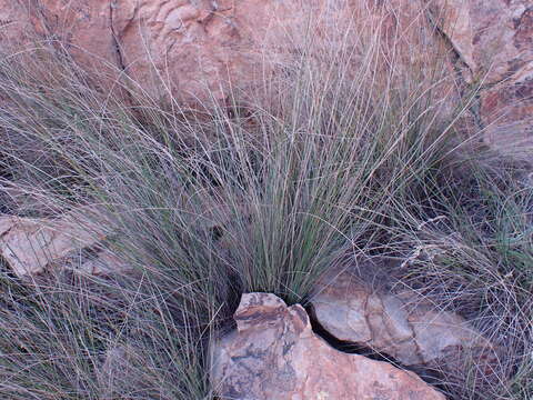 Image of Coleochloa