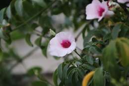 Image de Pandorea jasminoides (Lindl.) Schumann