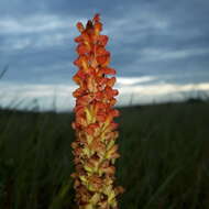 Image de Disa polygonoides Lindl.