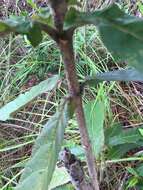 Image of Deplanchea tetraphylla (R. Br.) F. Muell. ex van Steenis