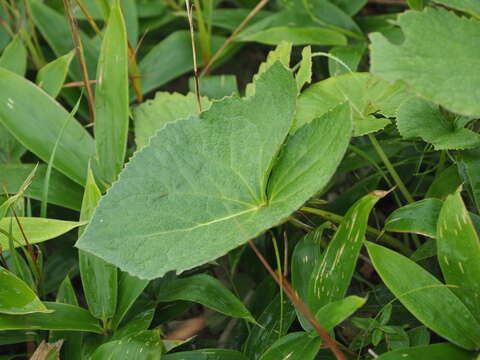 Image of Ligularia hodgsonii Hook.