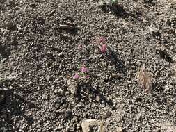 Image of Johnston's monkeyflower