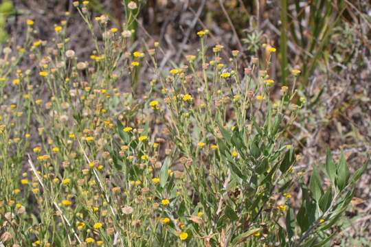 Image of Spanish False Fleabane