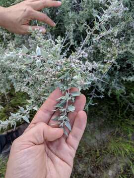 Image de Atriplex spinifera Macbride