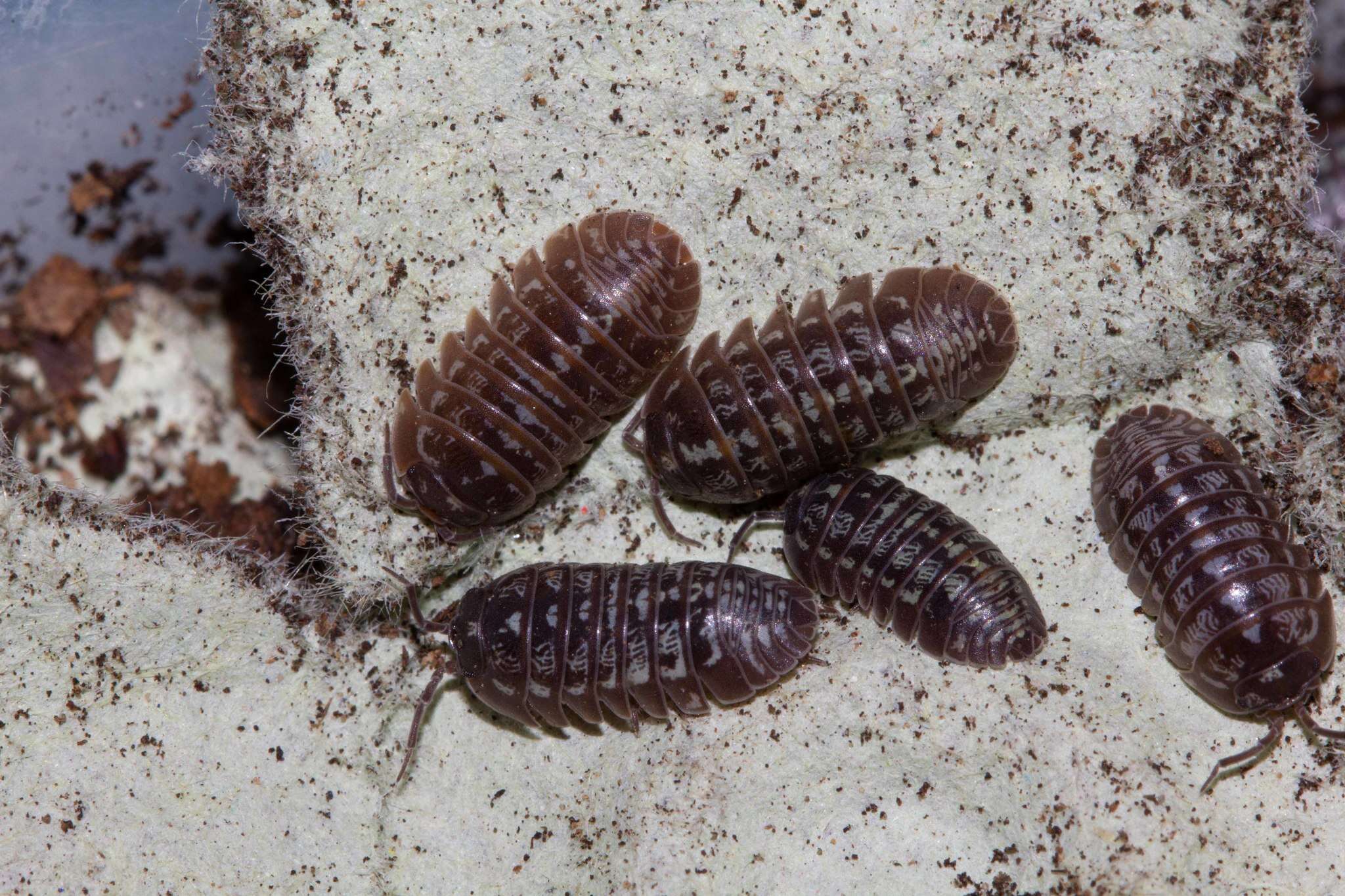 Image of Armadillidium simoni Dollfus 1887