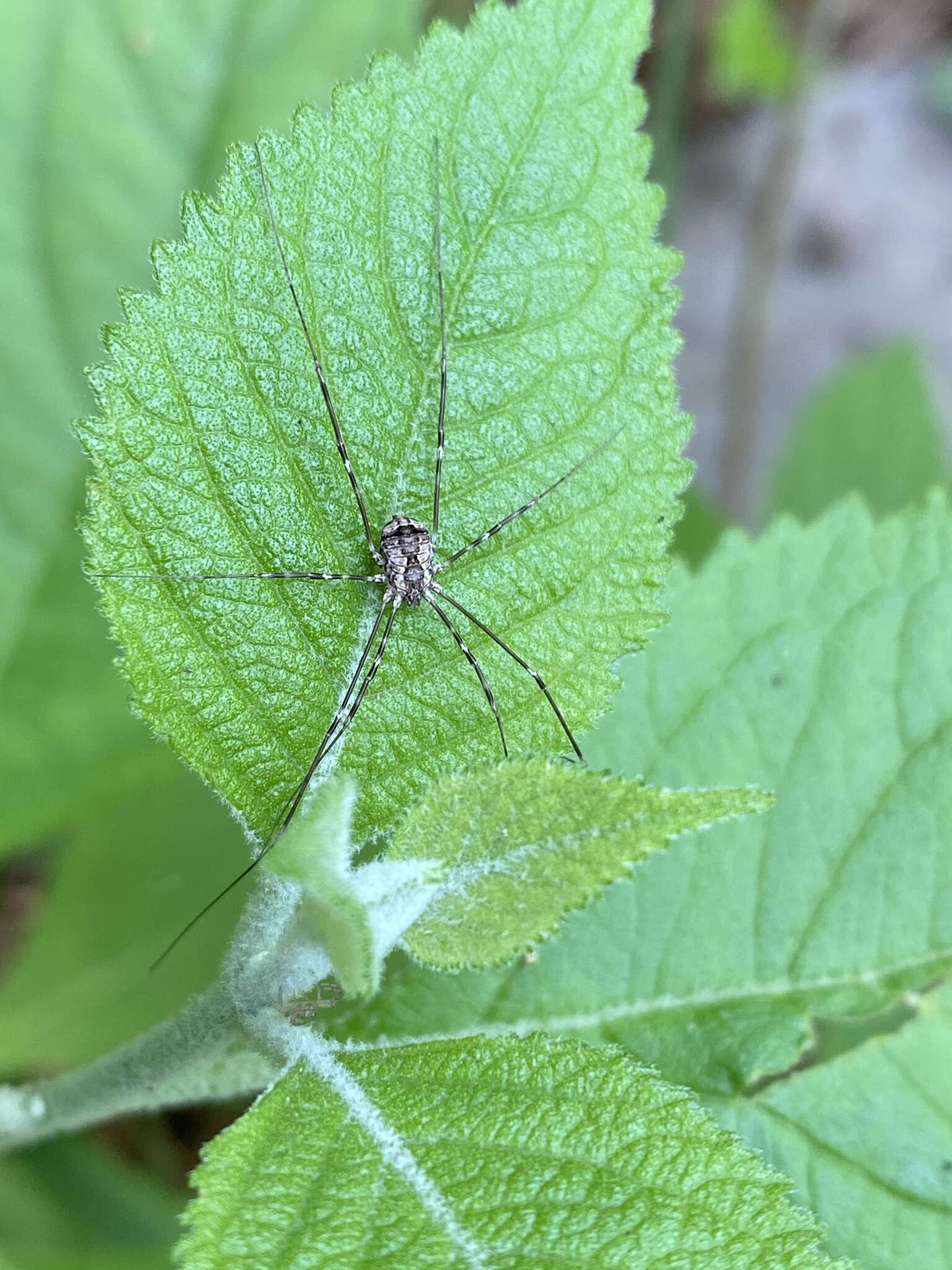 Image of Golden Harvestman