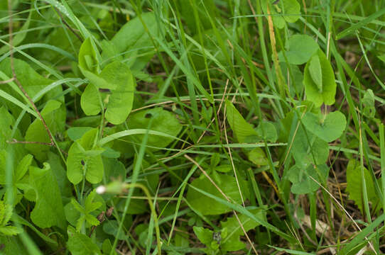 Image of Smearwort