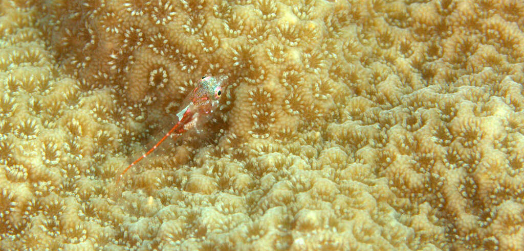 Image of Seafan blenny