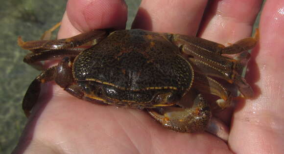 Image of Natal River Crab