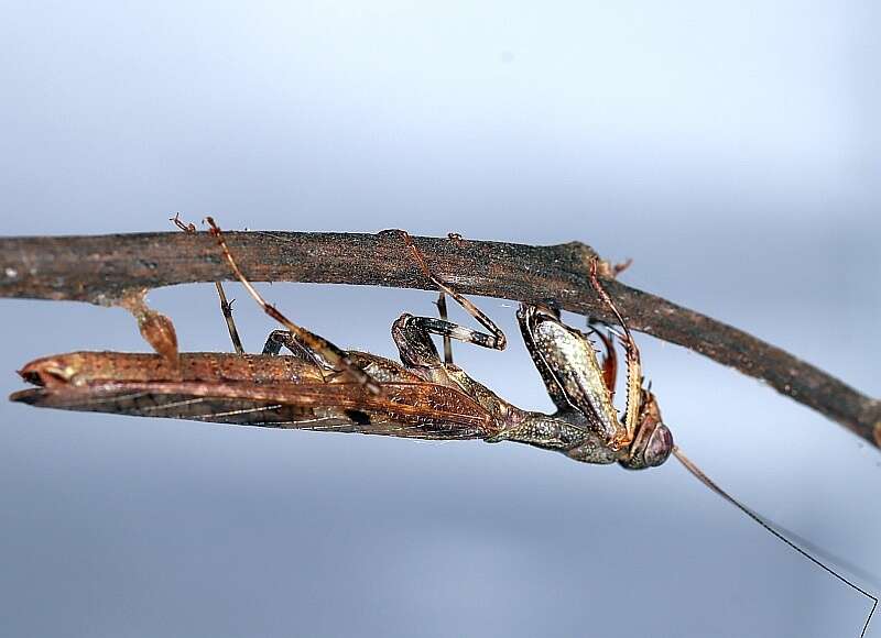 Image of Raptrix occidentalis Lombardo & Marletta 2004