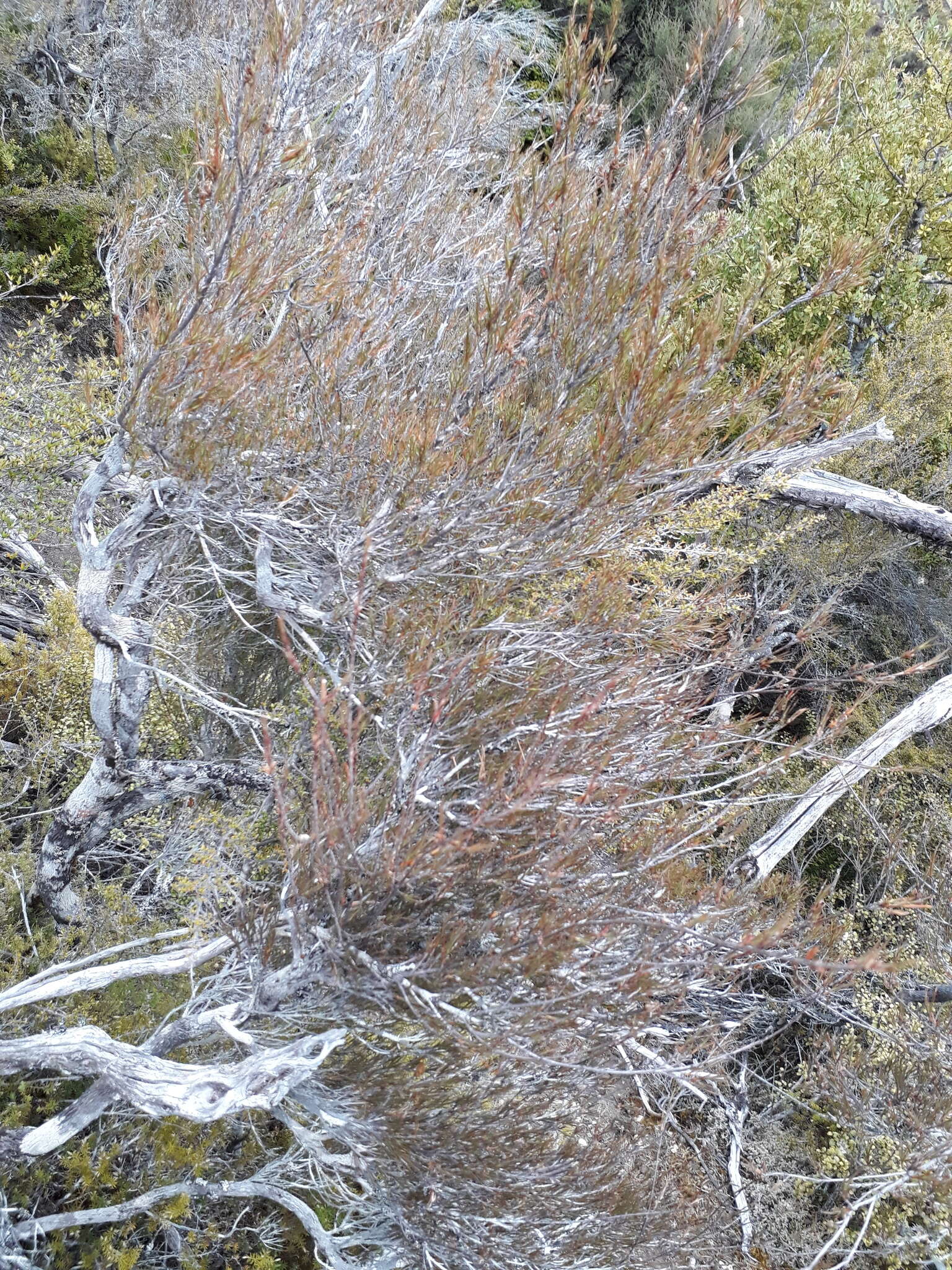 Image of Dracophyllum subulatum Hook. fil.