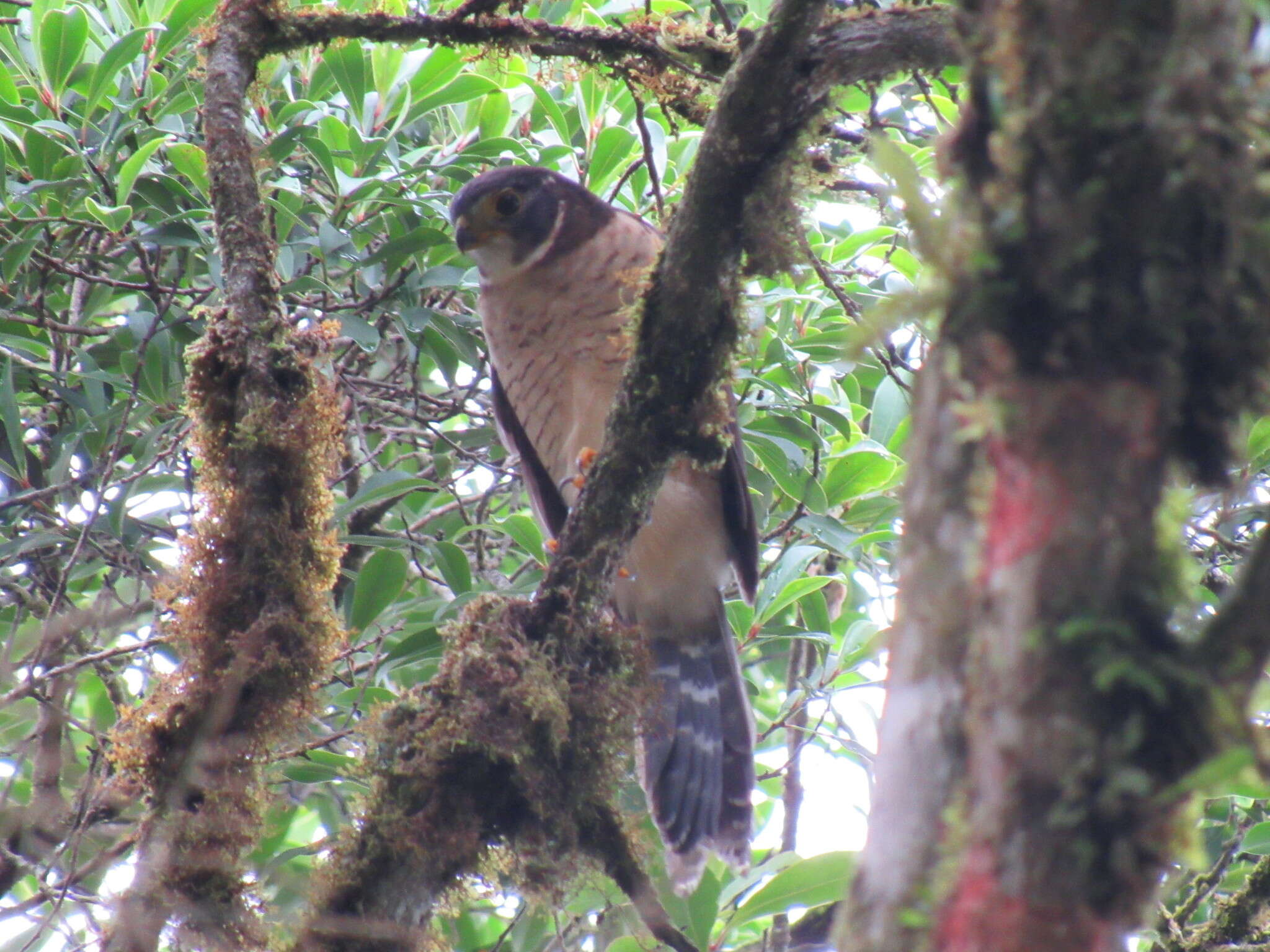 Image of Barred Forest Falcon