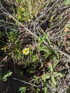 Image of narrowleaf queen poppy