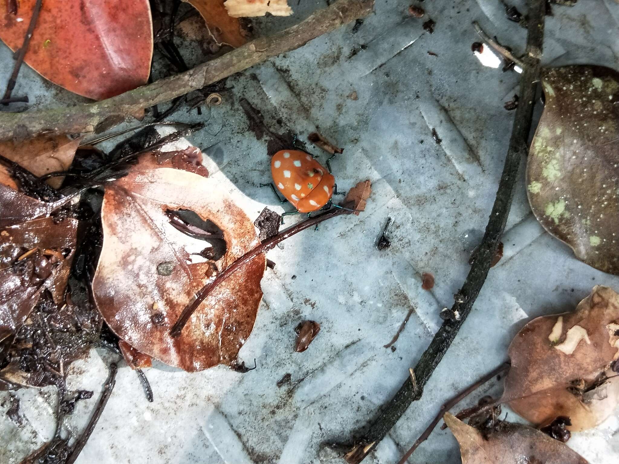 Слика од <i>Poecilocoris druraei</i>