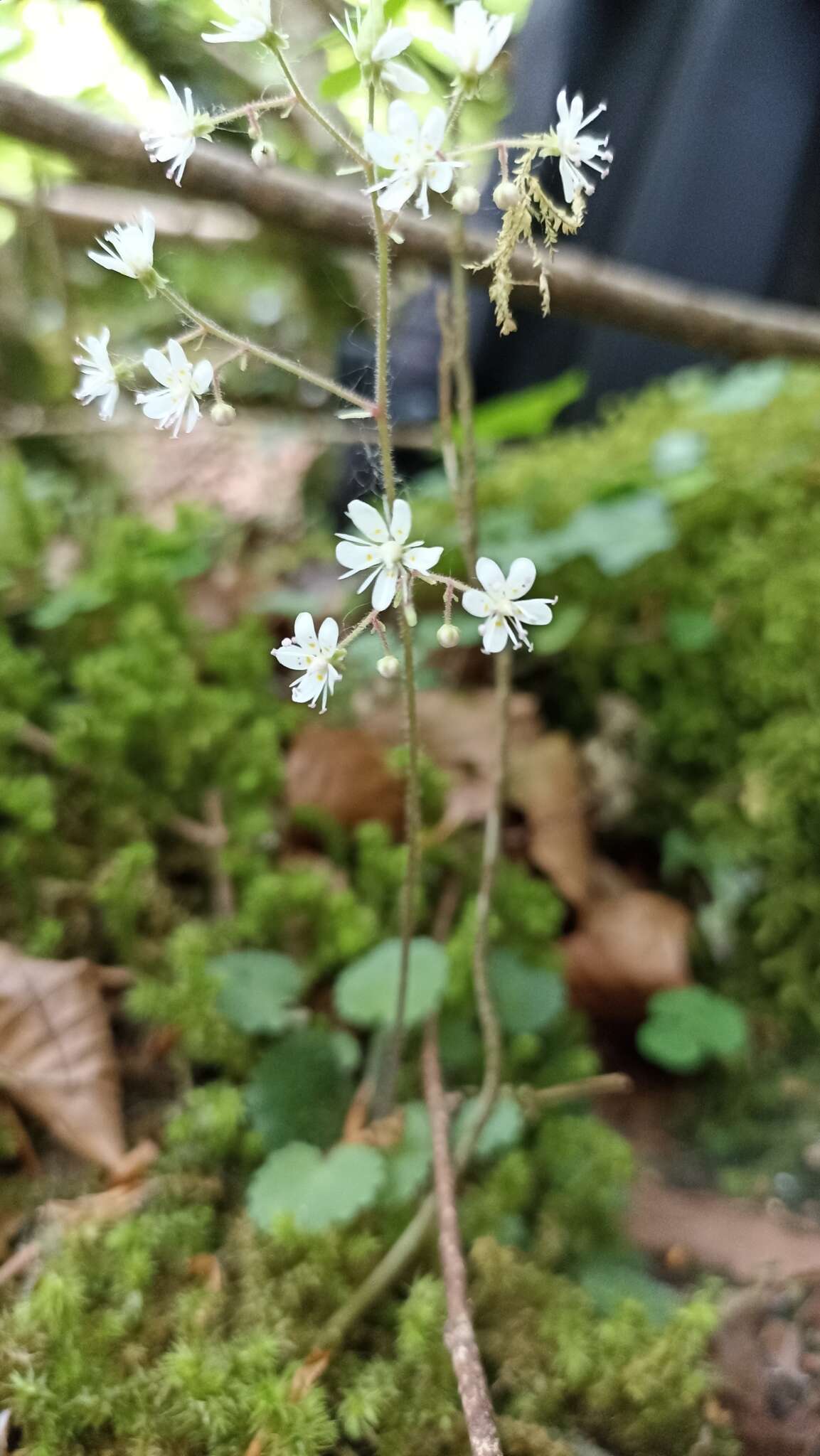 Plancia ëd Saxifraga hirsuta subsp. hirsuta