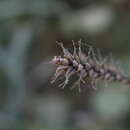 Image of Carex salticola J. R. Starr