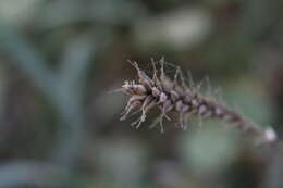 Image of Carex salticola J. R. Starr