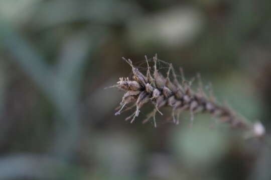 Слика од Carex salticola J. R. Starr