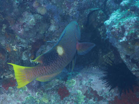 Image of Golden-spot hogfish