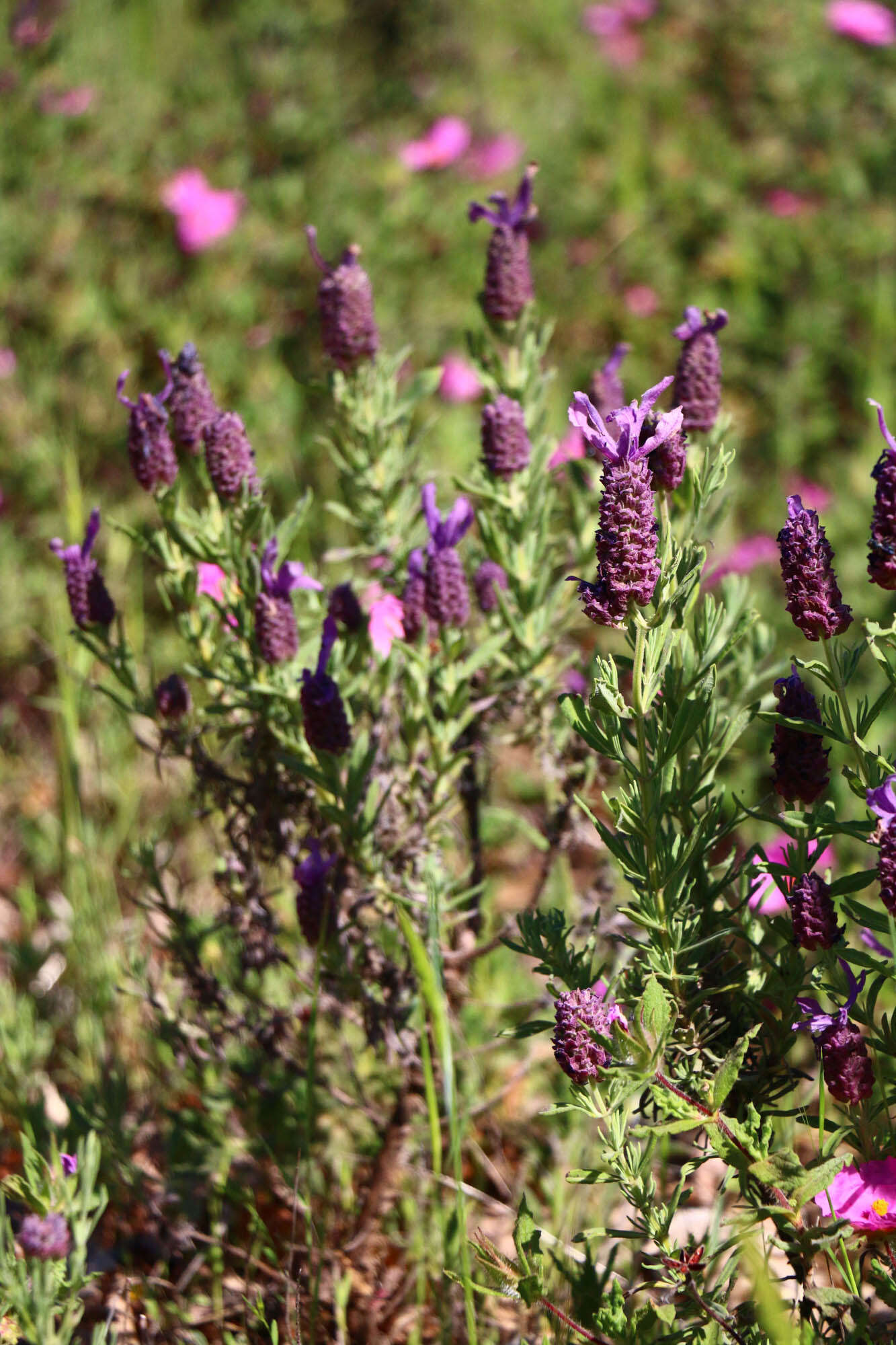 Image of French lavender