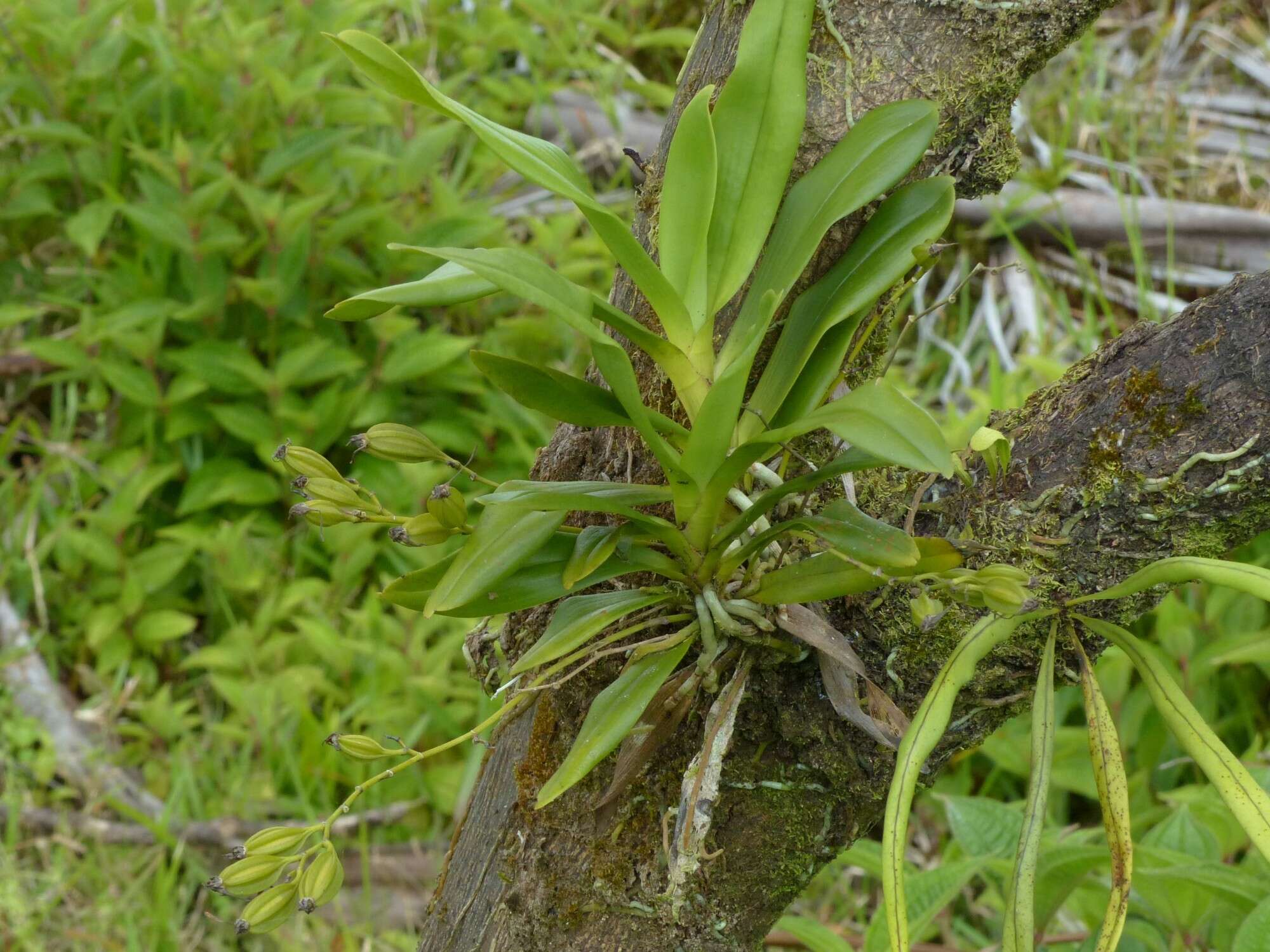 Plancia ëd Angraecum calceolus Thouars