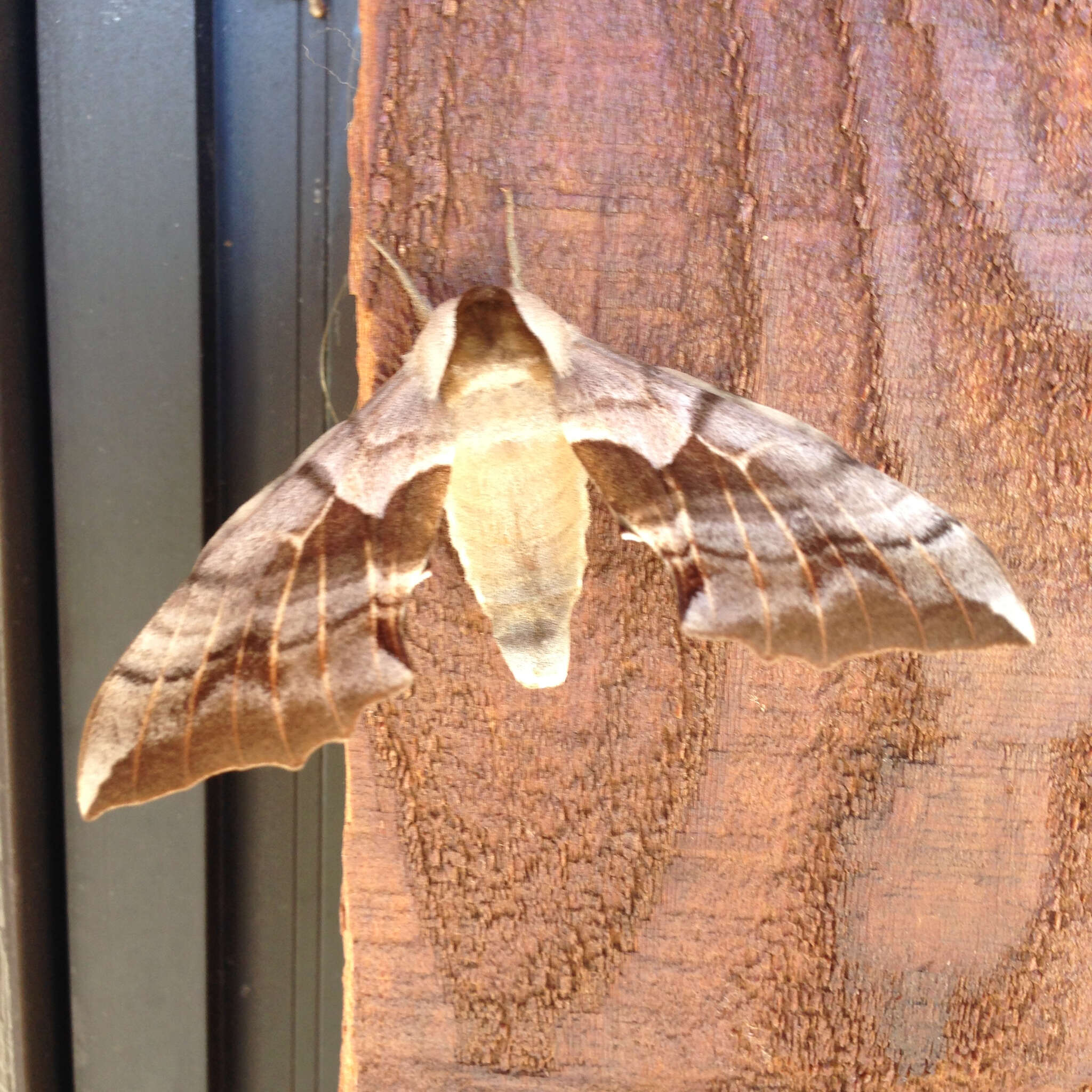 Image of One-eyed Sphinx, Eyed Hawk-moth