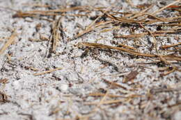 Image of Bradley's Andrena