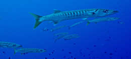 Image of Jello barracuda