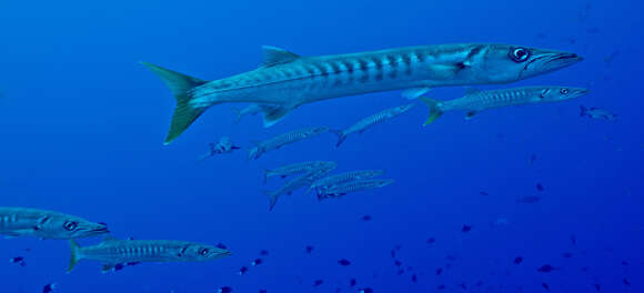 Image of Jello barracuda