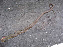 Image of Stejneger's Bamboo Snake