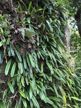 Слика од Bulbophyllum affine Wall. ex Lindl.