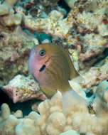 Image of Agile chromis