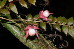 Image of Columnea kienastiana Regel