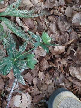 Image of Helleborus viridis subsp. occidentalis (Reuter) Schifner