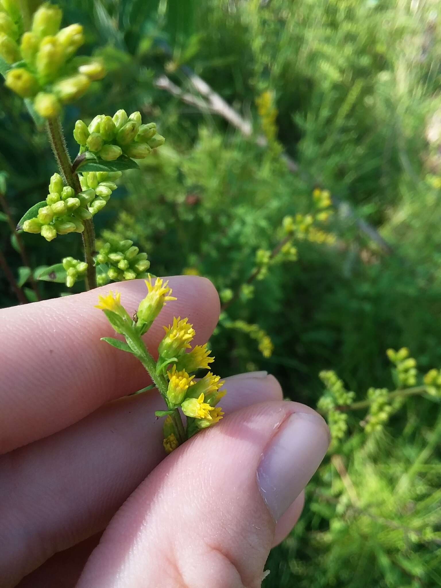 Image of roundleaf goldenrod