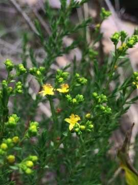 Image of Hypericum myrianthum Cham. & Schltdl.