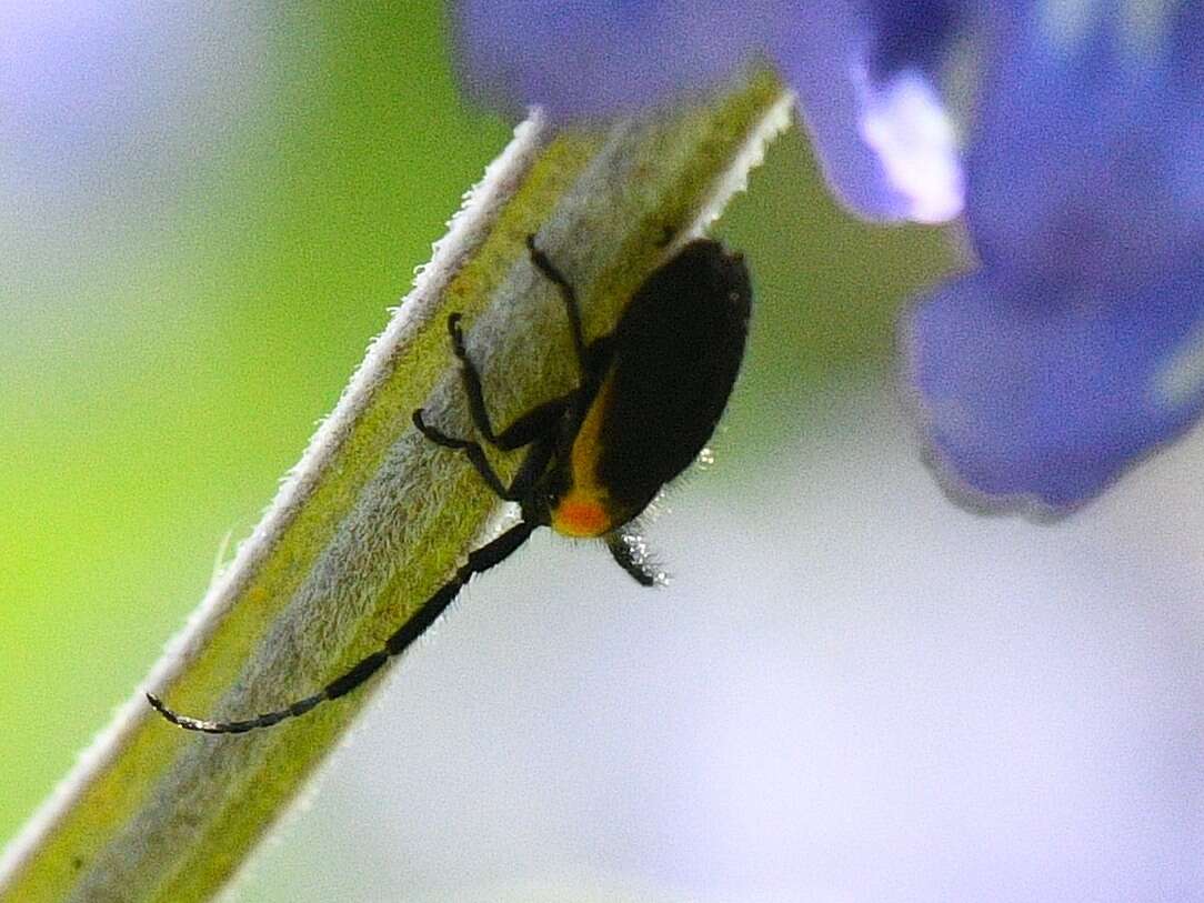 Image of Hemierana marginata ardens (Le Conte 1859)