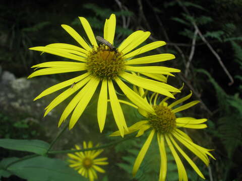 Слика од Doronicum austriacum Jacq.