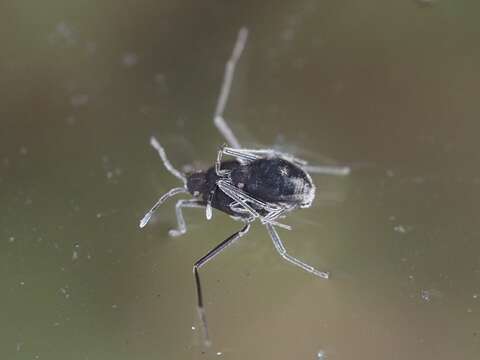 Image of coral bugs