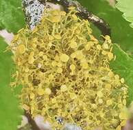 Image of teloschistes lichen