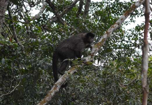 Image of Black Capuchin