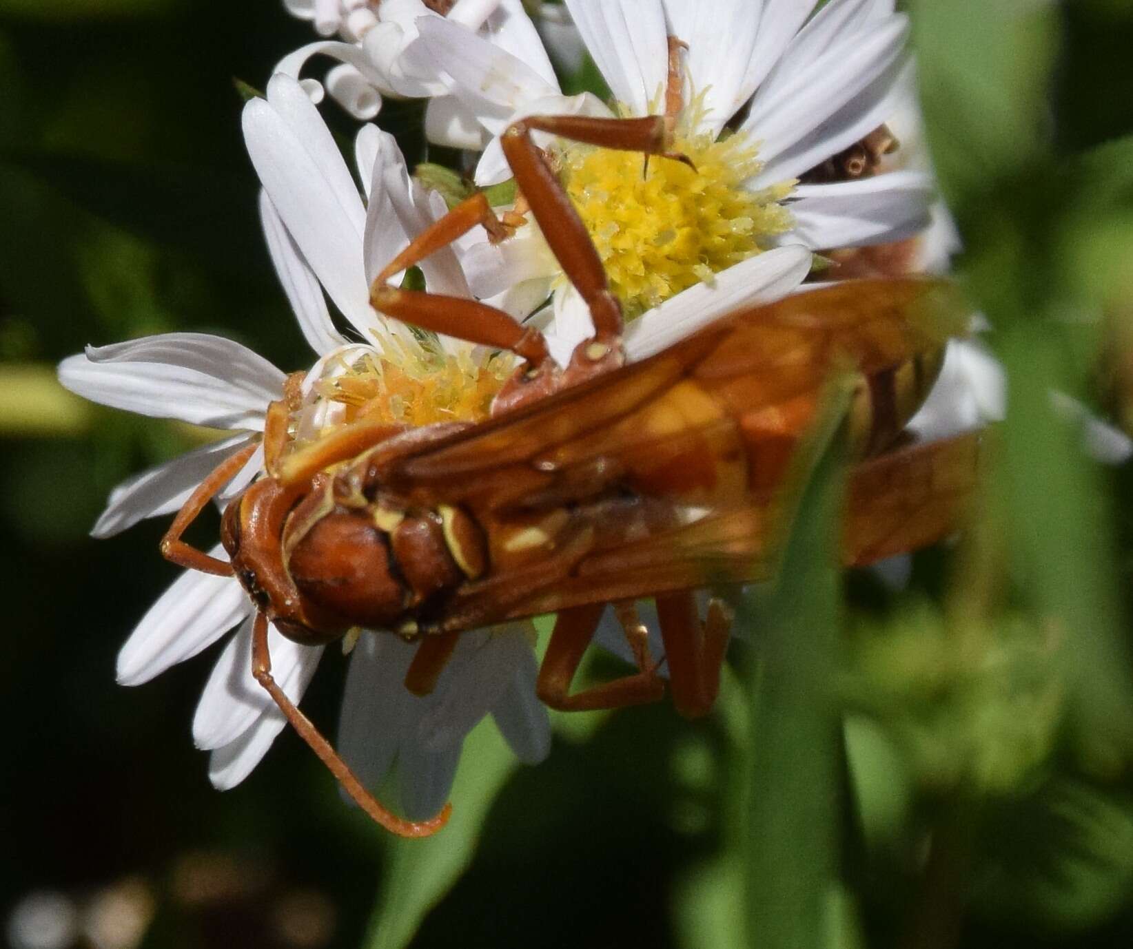 Image of Polistes apachus de Saussure 1857