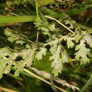 Image of Golovinomyces senecionis U. Braun 2012