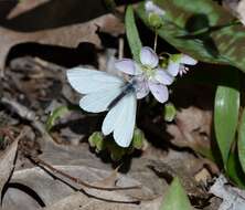 Image of West Virginia White