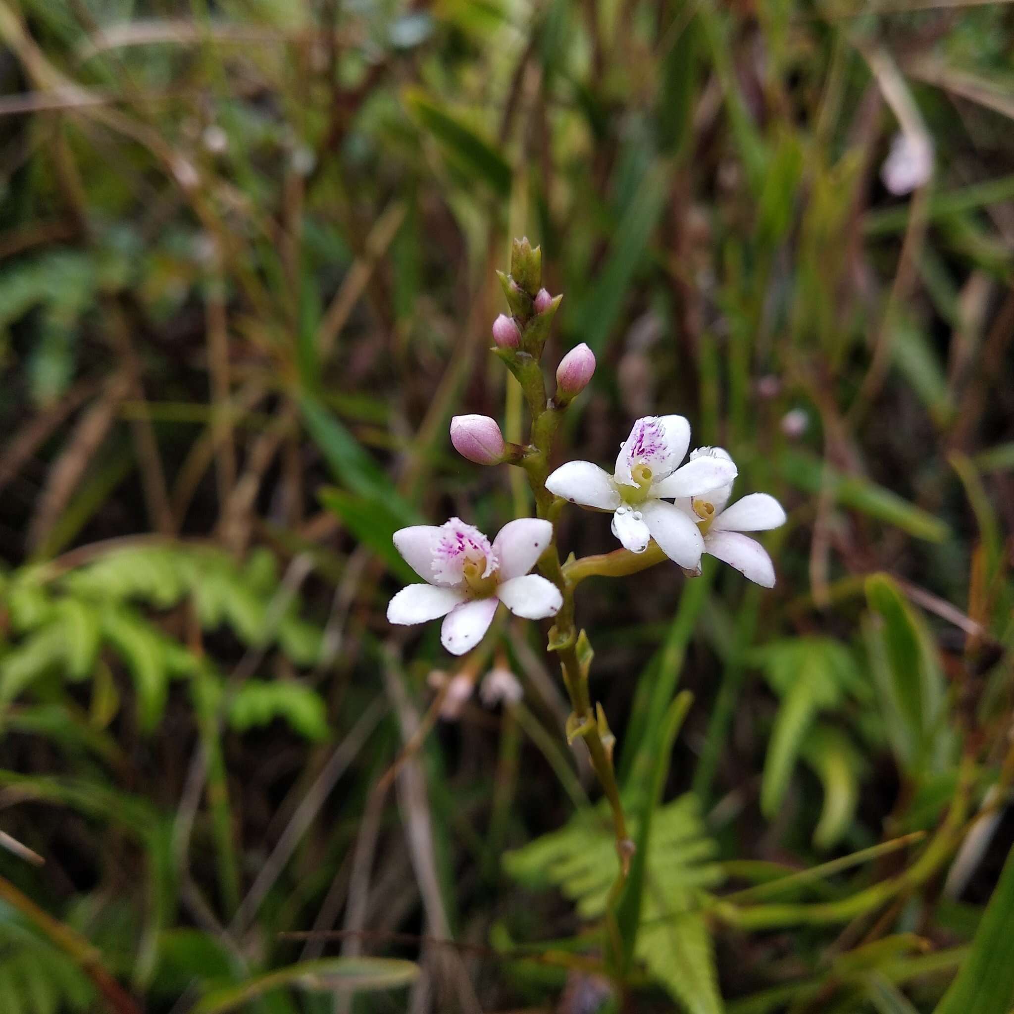 Imagem de Epidendrum fimbriatum Kunth