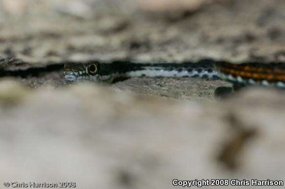 Image of Coluber taeniatus girardi Stejneger & Barbour 1917