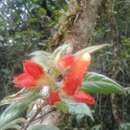 Image of Columnea dissimilis C. V. Morton