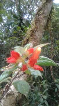 Columnea dissimilis C. V. Morton的圖片