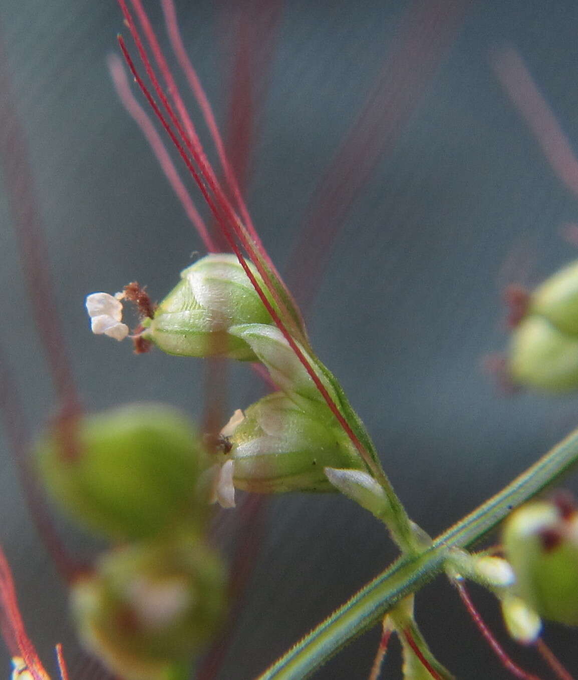 Plancia ëd Setaria sagittifolia (A. Rich.) Walp.