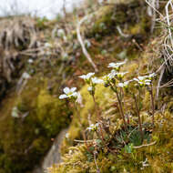 Image of Saxifraga wahlenbergii Ball